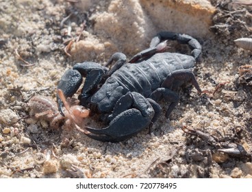 Black Scorpion With Prey