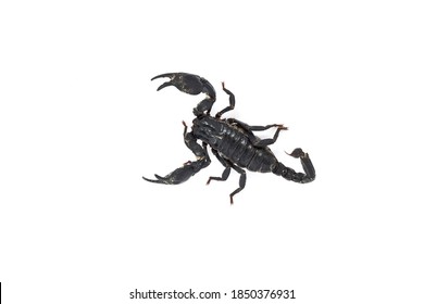 Black Scorpion Ready Fight Isolated On Stock Photo (Edit Now) 1850376931