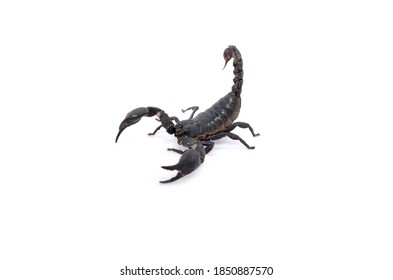 Fire Bellied Newt Waving Stock Photo 38441290 | Shutterstock