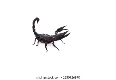 Scorpion Images Photos Et Images Vectorielles De Stock Shutterstock