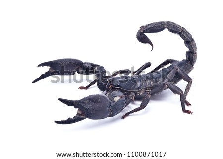 Black scorpion ready to fight isolated on white background, (Giant forest scorpions, Emperor Scorpion)