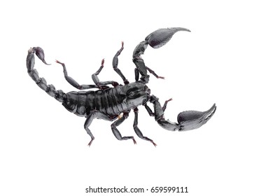 Black Scorpions Isolated On White Background Stock Photo 659599111 ...