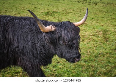 Black Scottish Highland Cow Field Big Stock Photo 1278444985 | Shutterstock