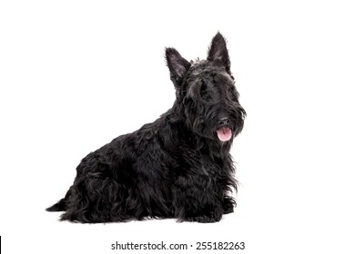 Black Scottish Terrier On White Background