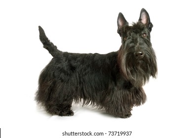 Black Scottish Terrier On A White Background