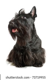 Black Scottish Terrier On A White Background