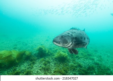 Black Sea Bass (Centropristis Striata) In Channel Islands, Ca
