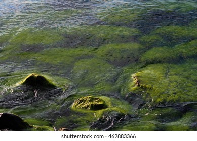 Black Sea Coast Of Ukraine Near-by Odessa