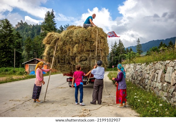 Black Sea family loading hay on the car. AUGUST 6,\
2022. TRABZON, TURKEY