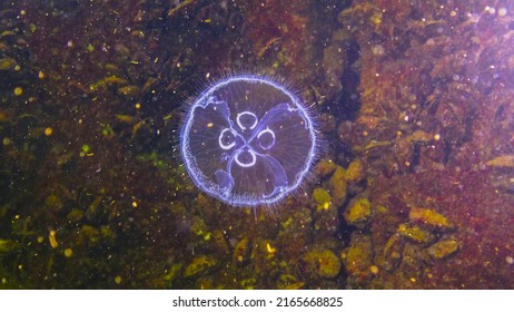 Black Sea fauna. Aurelia aurita (moon jelly, moon jellyfish, common jellyfish, or saucer jelly)