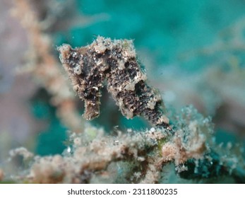 Black sea horse on a sandy bottom - Shutterstock ID 2311800235