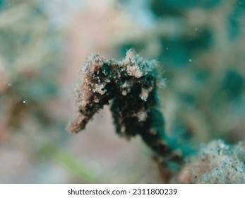 Black sea horse on a sandy bottom - Shutterstock ID 2311800239