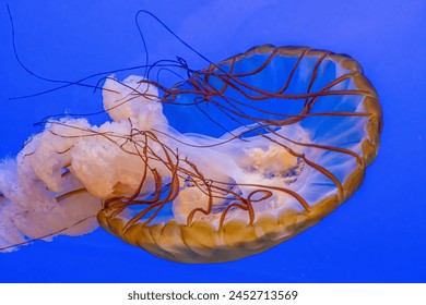 The Black Sea Nettle or Chrysaora achlyos, sometimes informally known as the black jellyfish or sarlacc jellyfish, is a species of jellyfish that can be found in the waters of the Pacific Ocean. - Powered by Shutterstock