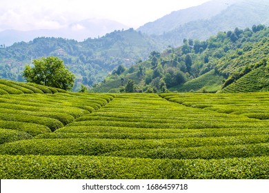 Black Sea Tea Field Overwiev In Turkey