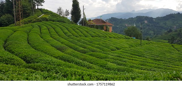 Black Sea Tea Field Overwiev In Turkey