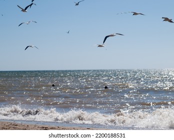 Black Sea Ukraine Nice Birds 