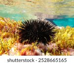 Black sea urchin under water in Mediterranean sea , Black and spiny Sea Urchins on the sea bed, Underwater Seas Urchins on a Rock, Close Up Underwater Urchin, Black undersea urchin (Arbacia lixula).