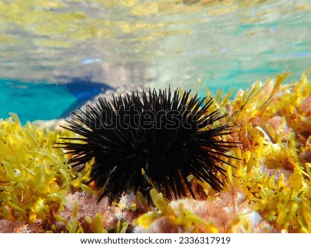 Black sea urchin under water in Mediterranean sea , Black and spiny Sea Urchins on the seabed, Underwater Urchins on a Rock, Close Up Underwater Urchin, Black sea urchin (Arbacia lixula). seafood.