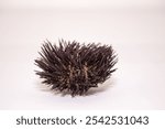 Black sea urchin with white background isolated