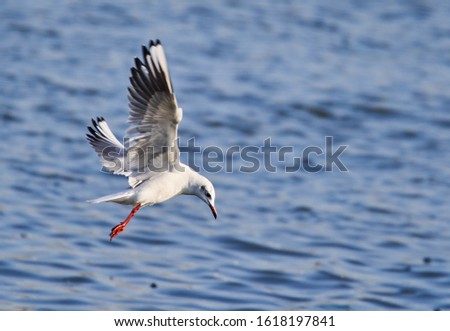 Black seagull juvenile in flight, fishing over water