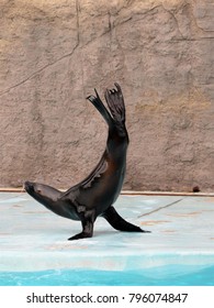 Black Seal Standing On Front Stock Photo 796074847 | Shutterstock