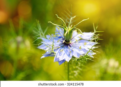 Black Seed, Nigella Sativa, Purple Blue Flower