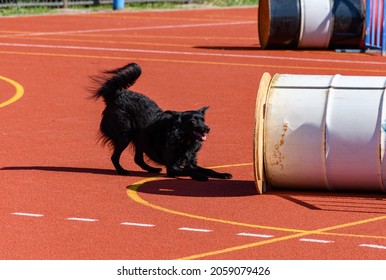 Black Service Dog In Action During Search And Rescue Training 