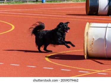 Black Service Dog In Action During Search And Rescue Training 