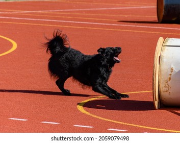 Black Service Dog In Action During Search And Rescue Training 