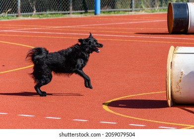 Black Service Dog In Action During Search And Rescue Training 