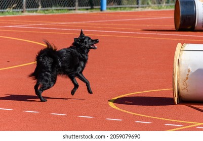 Black Service Dog In Action During Search And Rescue Training 