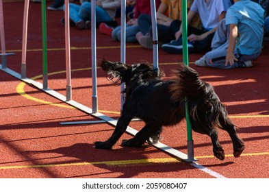 Black Service Dog Navigating Through Slalom Poles On Agility Course During Search And Rescue Training