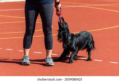 Black Service Dog Playing With Trainer On Agility Course During Search And Rescue Training