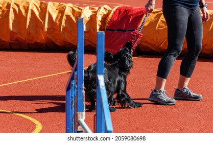 Black Service Dog Playing With Trainer On Agility Course During Search And Rescue Training