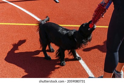 Black Service Dog Playing With Trainer On Agility Course During Search And Rescue Training