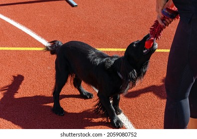 Black Service Dog Playing With Trainer On Agility Course During Search And Rescue Training