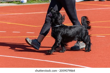 Black Service Dog Running Alongside Trainer, Training Obedience 