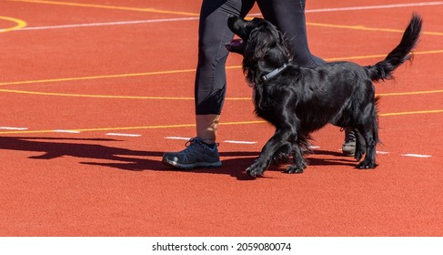 Black Service Dog Running Alongside Trainer, Training Obedience 