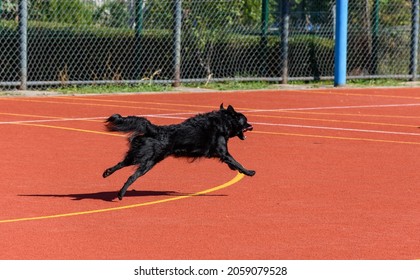 Black Service Dog Running Around Agility Course During Search And Rescue Training