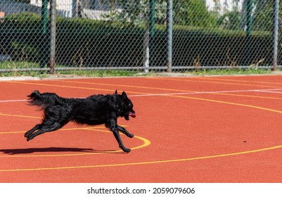 Black Service Dog Running Around Agility Course During Search And Rescue Training