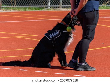 Black Service Dog Sitting Next To Trainer During Search And Rescue Training