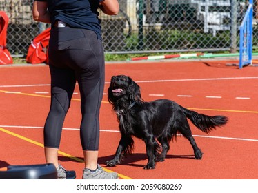 Black Service Dog Training Obedience With Trainer On Agility Course