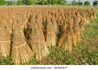 Black Sesame In Farm