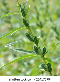 Black Sesame Plant In Nature