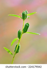 Black Sesame Plant In Nature