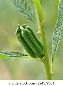 Black Sesame Plant In Nature