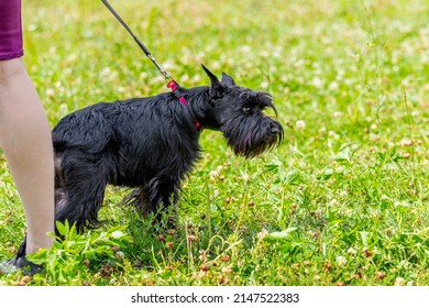 Black Shaggy Dog Breed Giant Schnauzer Near His Mistress On A Leash In The Park