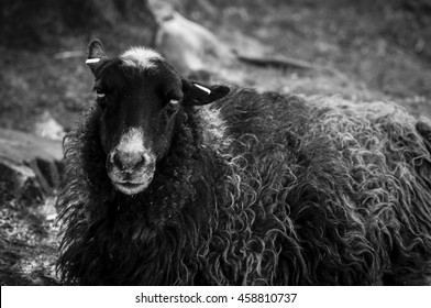 6,828 Black sheep hair Images, Stock Photos & Vectors | Shutterstock