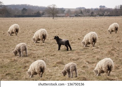 Black Sheep Of The Family