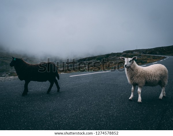 Black Sheep Family Stock Photo Edit Now 1274578852